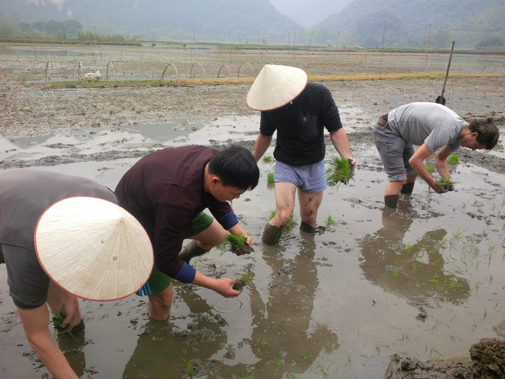 Tam Coc Rice Fields Resort Ninh Binh Eksteriør bilde